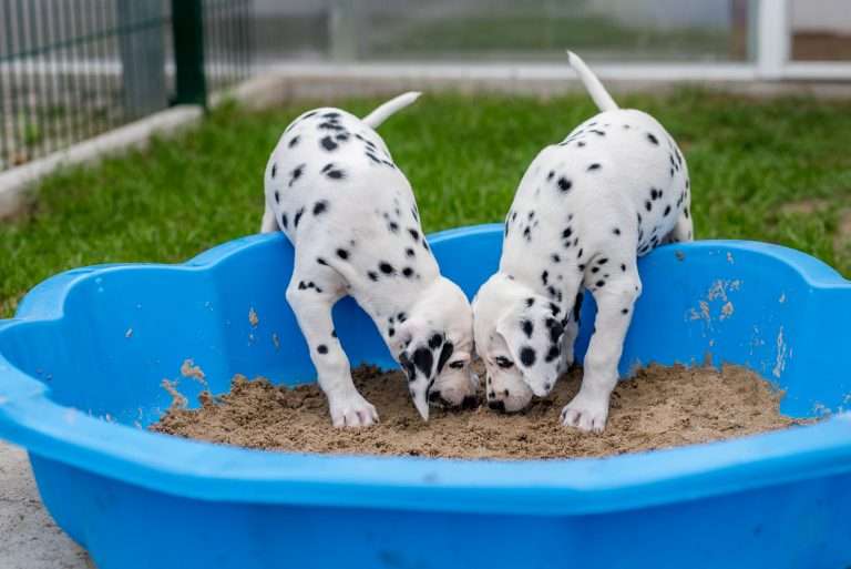 A-Wurf 52. Lebenstag (55)