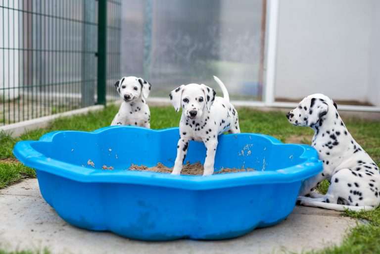 A-Wurf 52. Lebenstag (56)