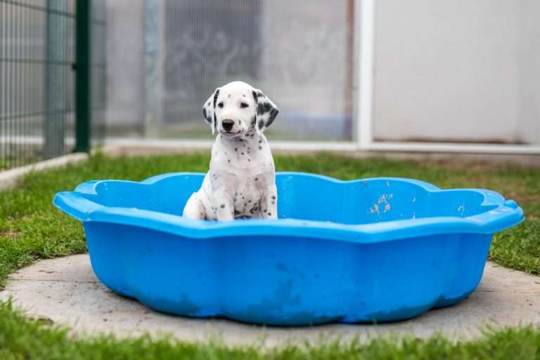 A-Wurf 52. Lebenstag (57)