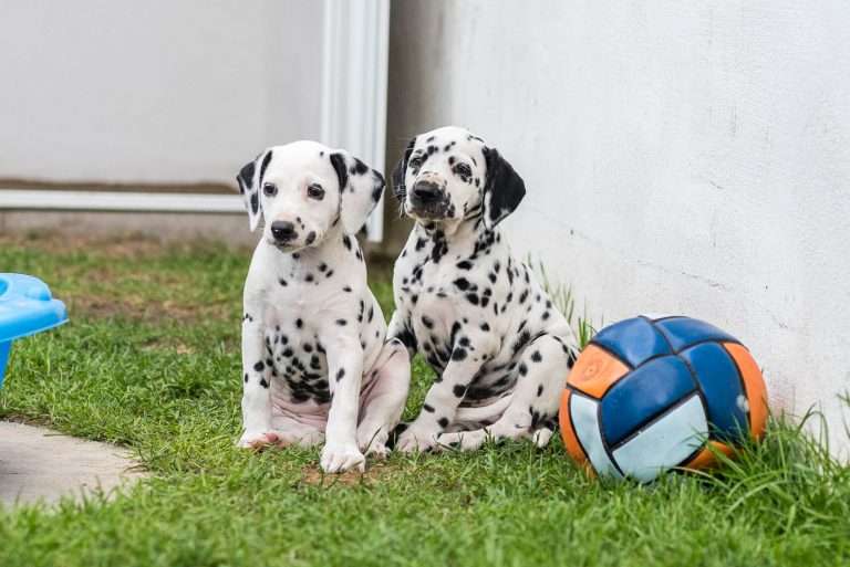 A-Wurf 52. Lebenstag (58)