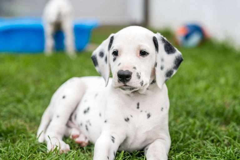 A-Wurf 52. Lebenstag (59)