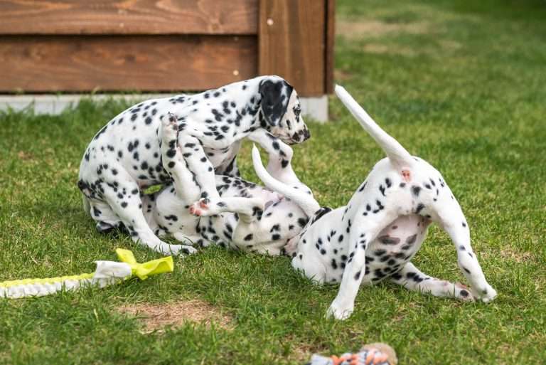 A-Wurf 52. Lebenstag (6)