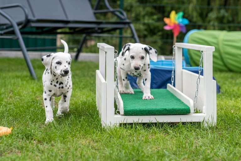 A-Wurf 52. Lebenstag (60)