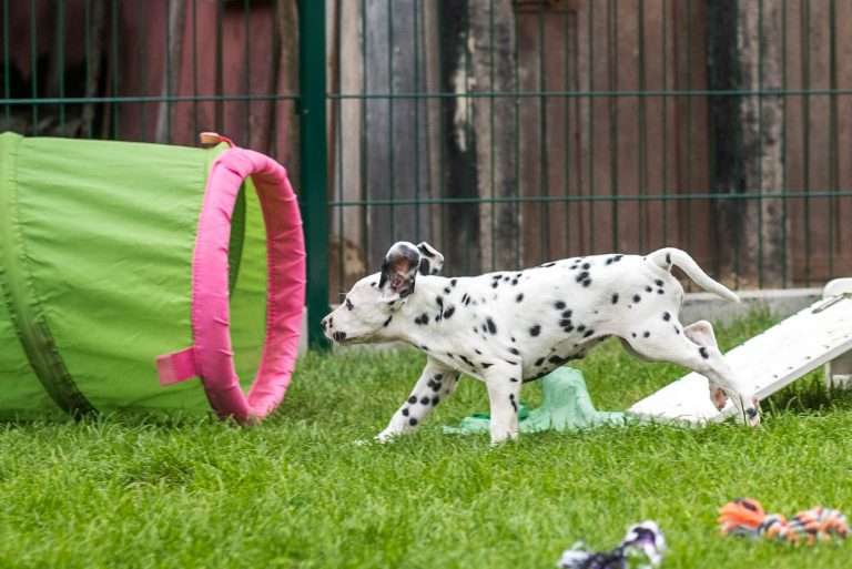 A-Wurf 52. Lebenstag (62)