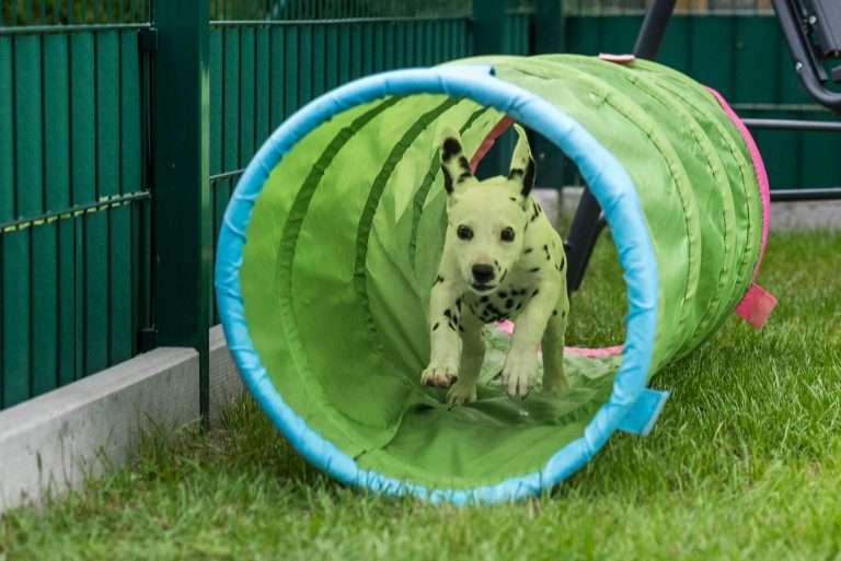 A-Wurf 52. Lebenstag (63)