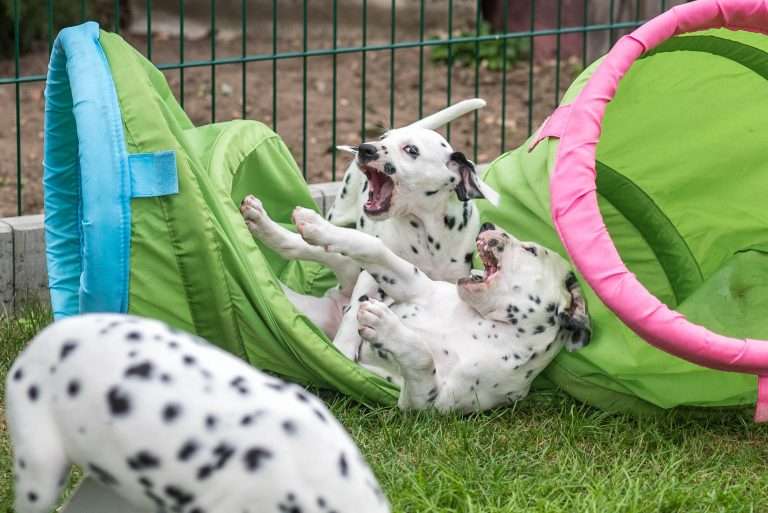 A-Wurf 52. Lebenstag (64)