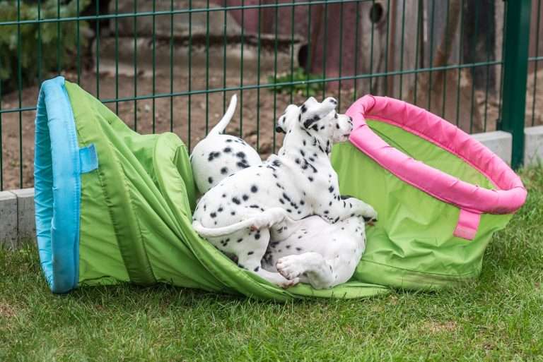 A-Wurf 52. Lebenstag (65)