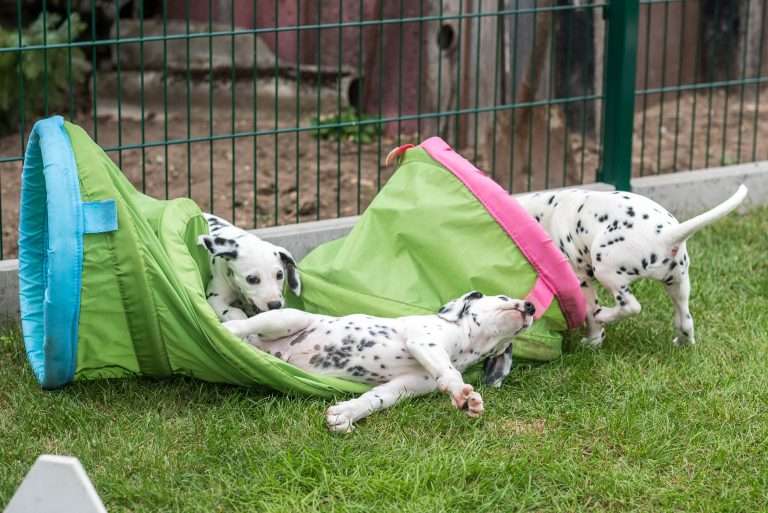 A-Wurf 52. Lebenstag (66)