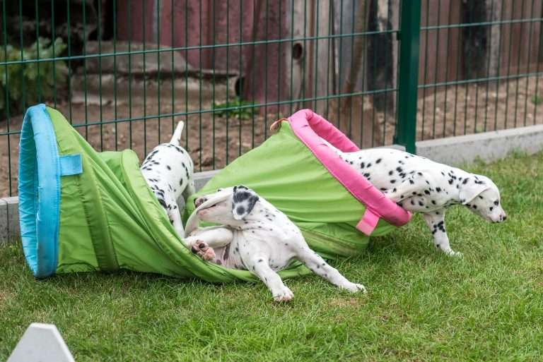 A-Wurf 52. Lebenstag (67)