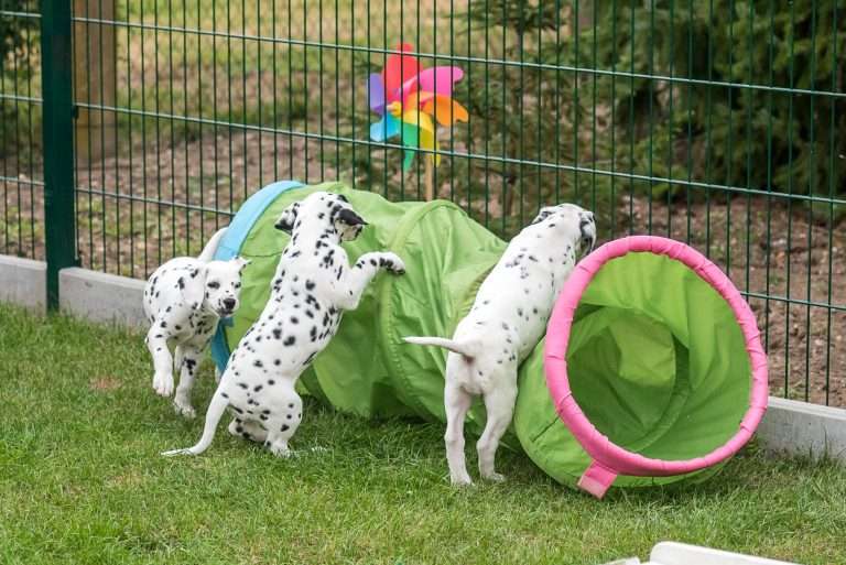 A-Wurf 52. Lebenstag (69)