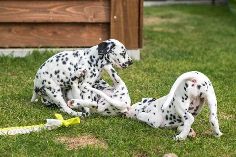 A-Wurf 52. Lebenstag (7)