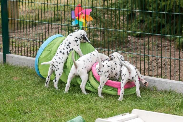 A-Wurf 52. Lebenstag (70)