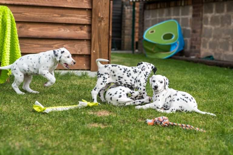 A-Wurf 52. Lebenstag (8)