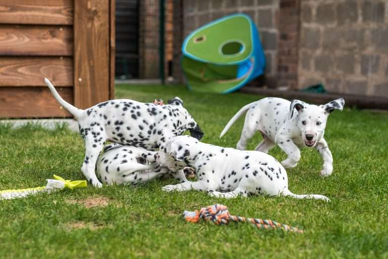 A-Wurf 52. Lebenstag (9)