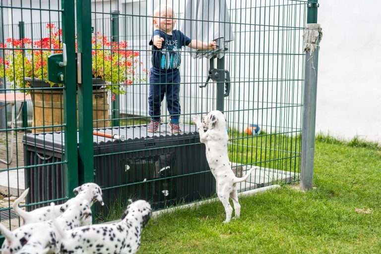 A-Wurf 53. Lebenstag (1)