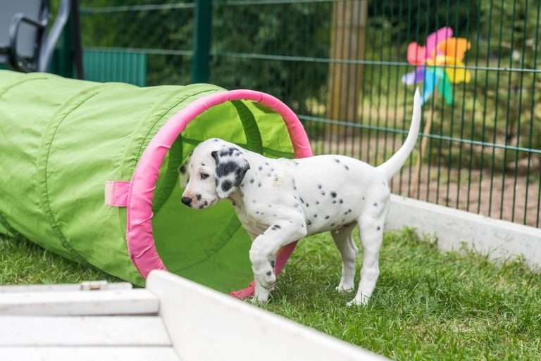 A-Wurf 53. Lebenstag (13)