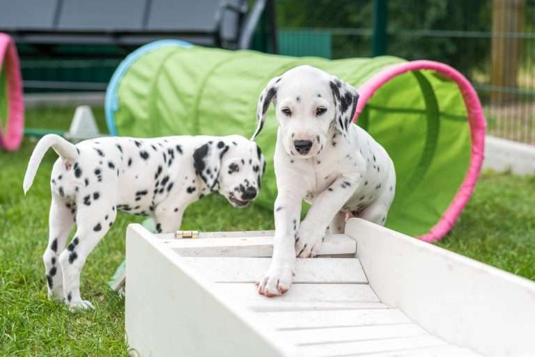 A-Wurf 53. Lebenstag (14)