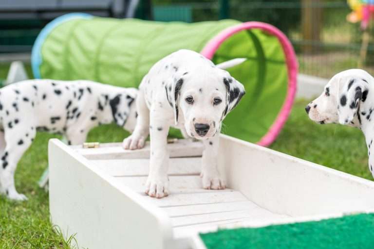 A-Wurf 53. Lebenstag (15)