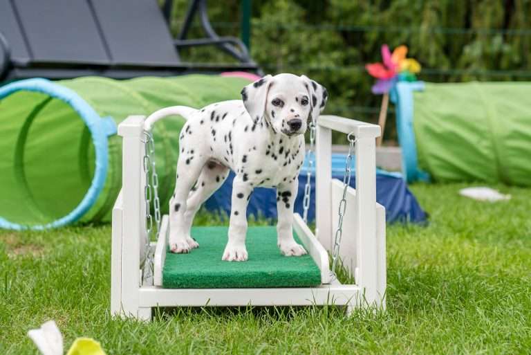 A-Wurf 53. Lebenstag (17)