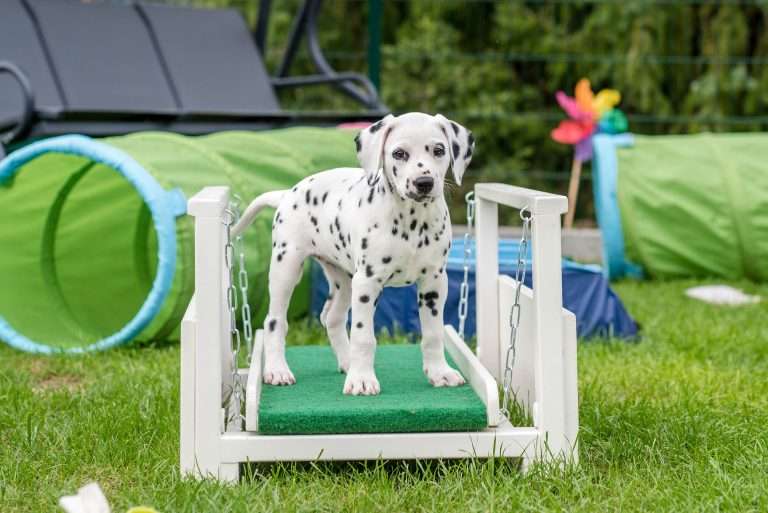 A-Wurf 53. Lebenstag (18)