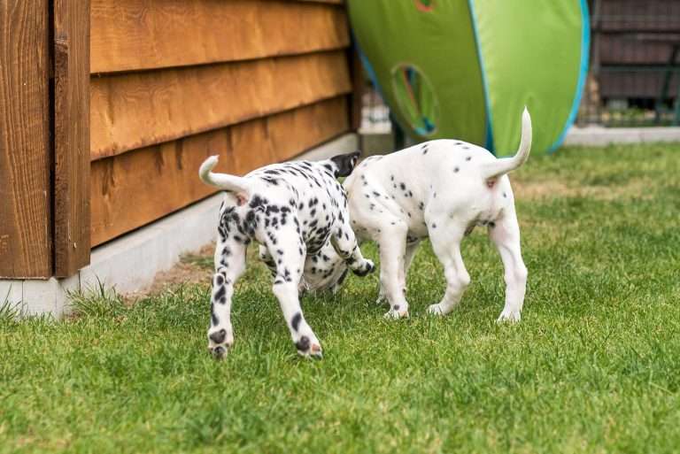 A-Wurf 53. Lebenstag (19)