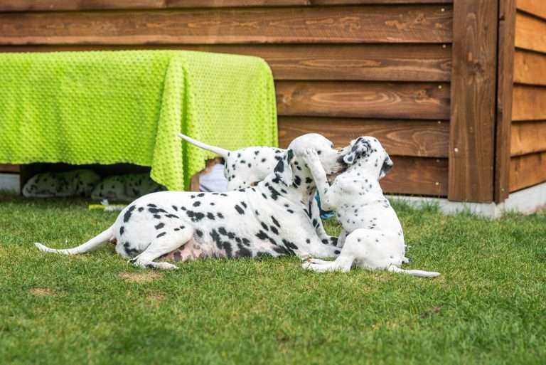 A-Wurf 53. Lebenstag (2)