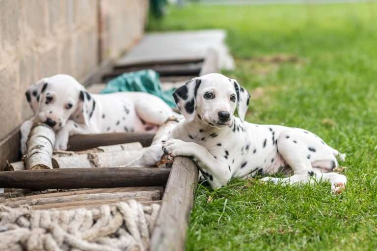 A-Wurf 53. Lebenstag (21)