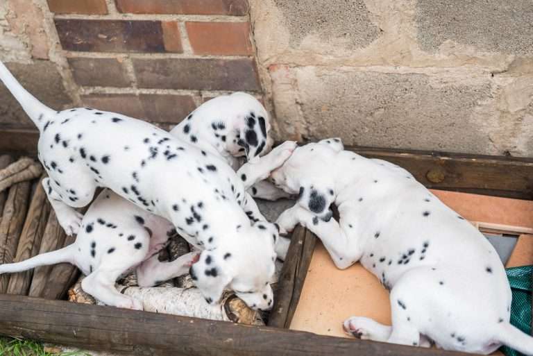 A-Wurf 53. Lebenstag (22)