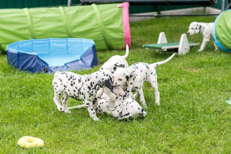 A-Wurf 53. Lebenstag (23)