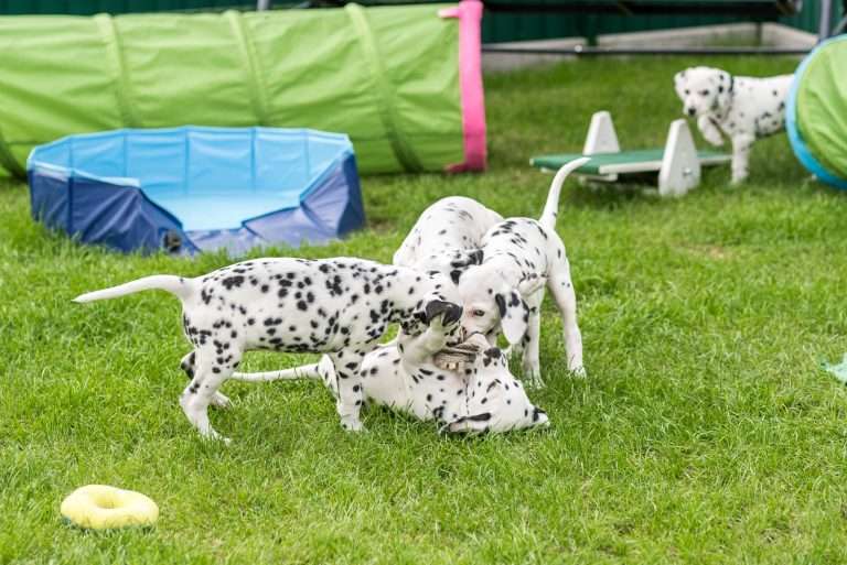 A-Wurf 53. Lebenstag (25)