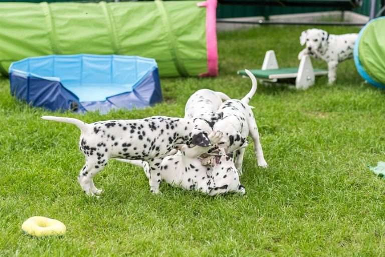 A-Wurf 53. Lebenstag (26)