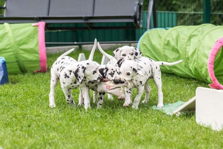 A-Wurf 53. Lebenstag (27)