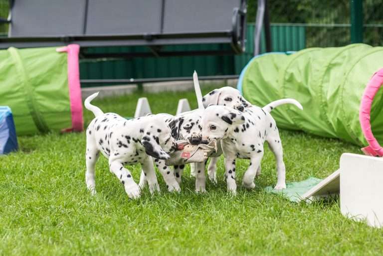 A-Wurf 53. Lebenstag (28)