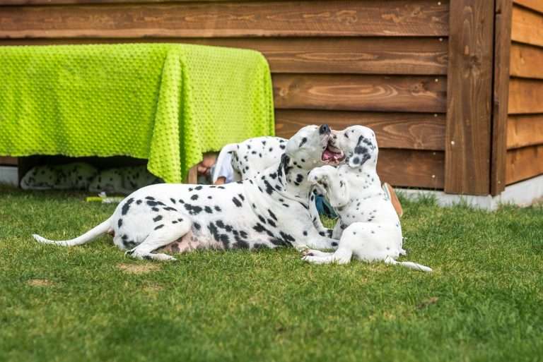 A-Wurf 53. Lebenstag (3)