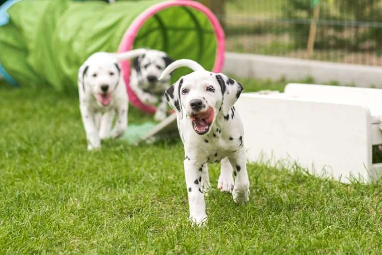 A-Wurf 53. Lebenstag (30)