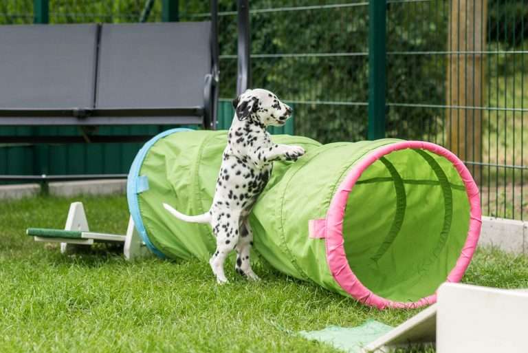 A-Wurf 53. Lebenstag (31)