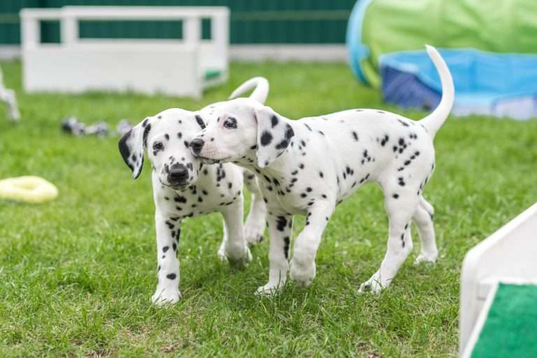 A-Wurf 53. Lebenstag (32)