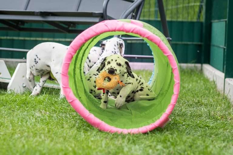 A-Wurf 53. Lebenstag (33)