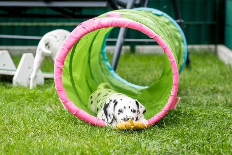 A-Wurf 53. Lebenstag (34)