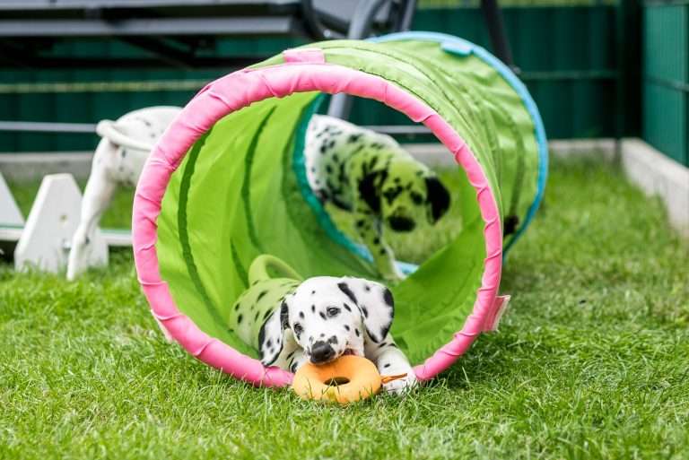 A-Wurf 53. Lebenstag (36)