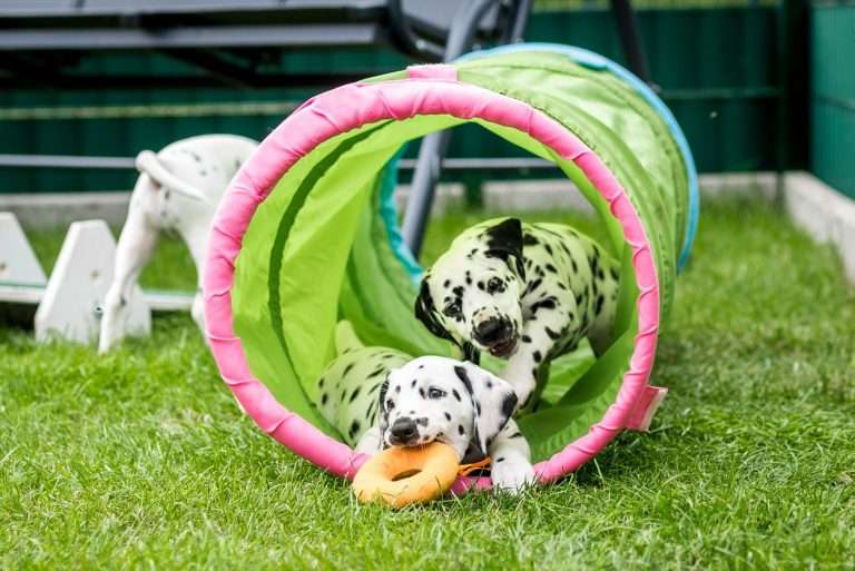 A-Wurf 53. Lebenstag (37)