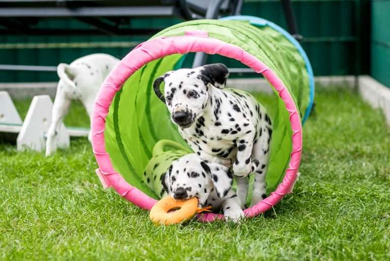 A-Wurf 53. Lebenstag (38)