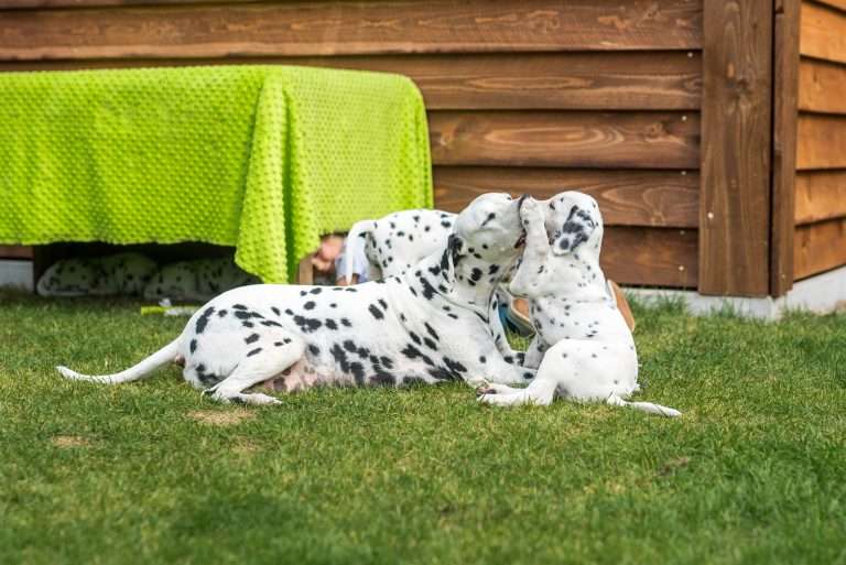 A-Wurf 53. Lebenstag (4)