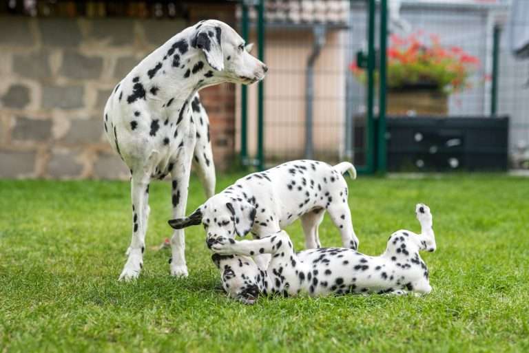 A-Wurf 53. Lebenstag (40)