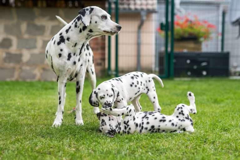 A-Wurf 53. Lebenstag (41)