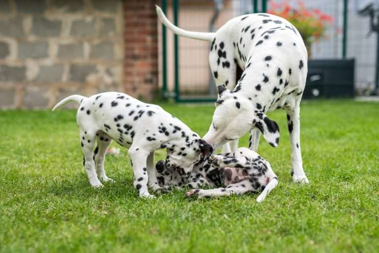 A-Wurf 53. Lebenstag (42)