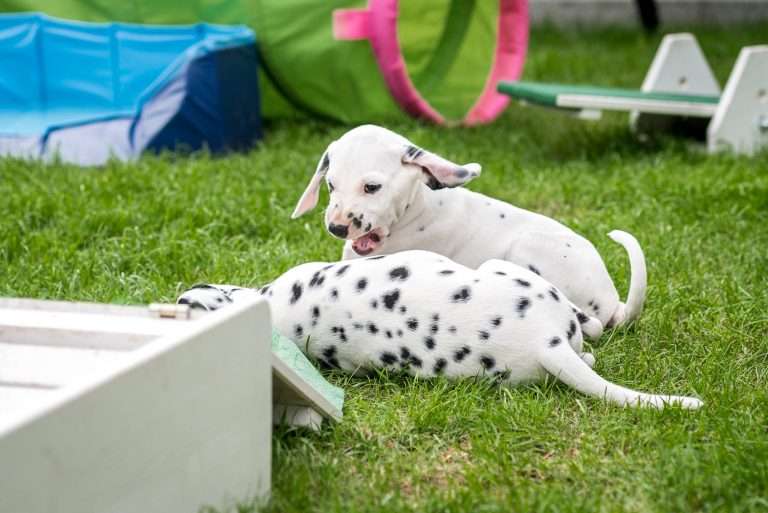 A-Wurf 53. Lebenstag (43)