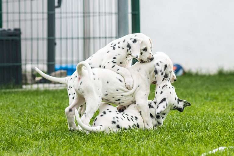 A-Wurf 53. Lebenstag (45)