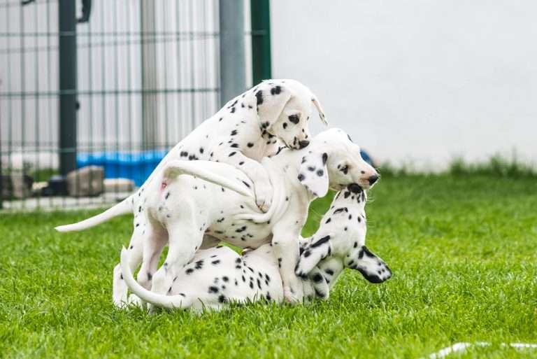 A-Wurf 53. Lebenstag (47)