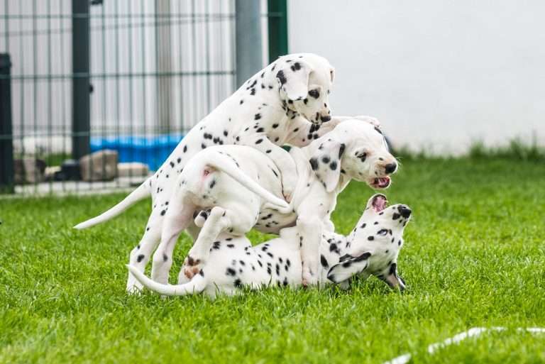 A-Wurf 53. Lebenstag (48)